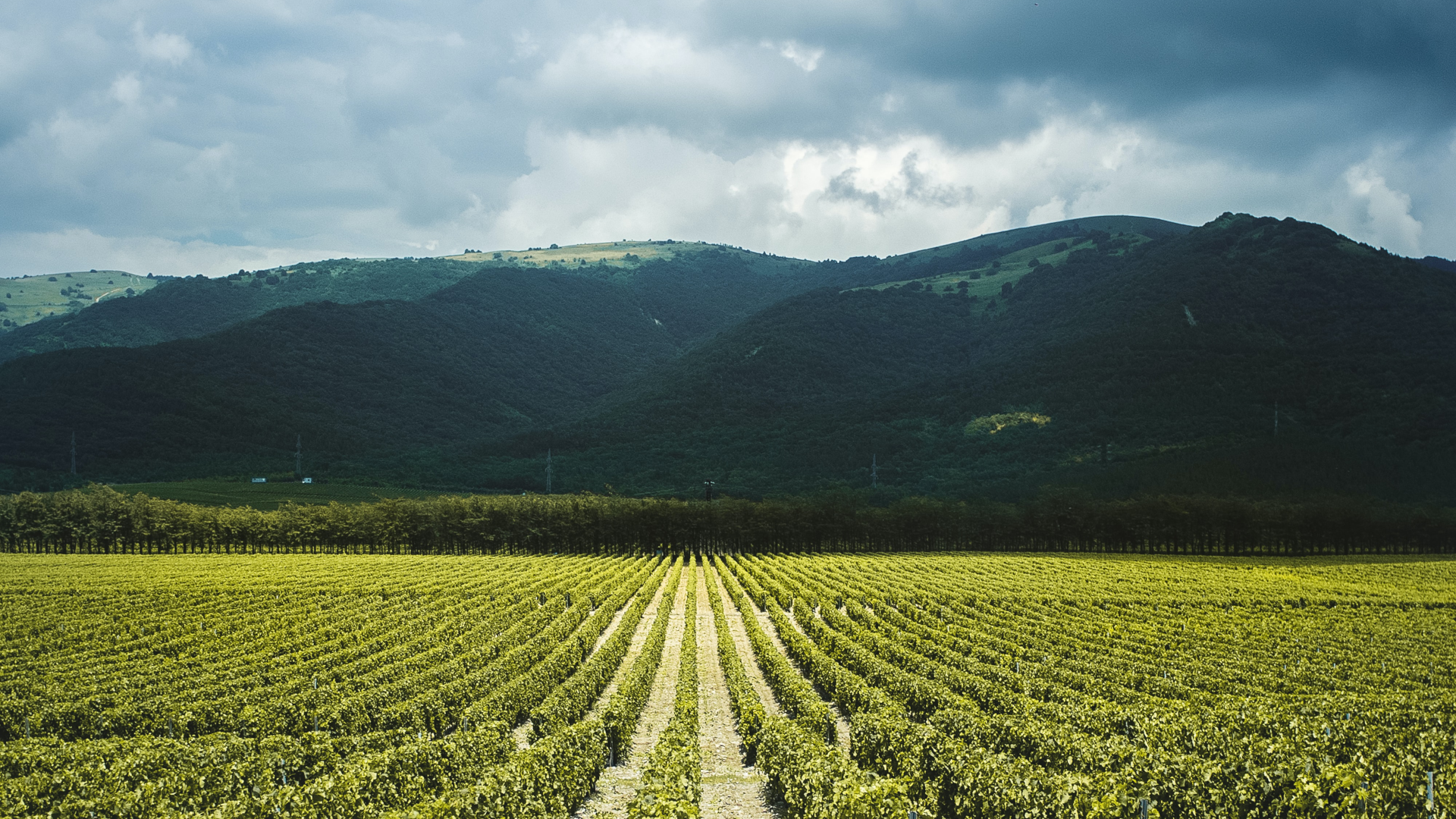 Conti Sani – Wine Excellence Conti Sani - Wine Excellence