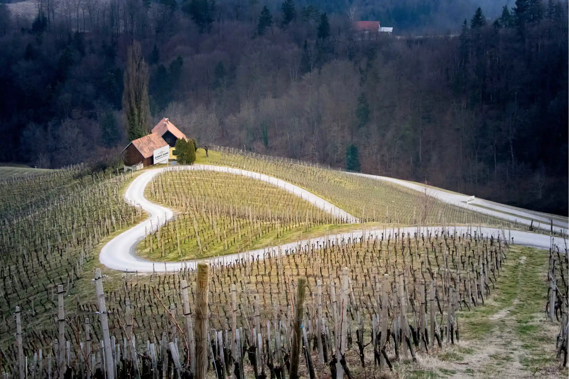 A romantic heart-shaped road winding through the Conti Sani vineyards in Italy, with a traditional rural cottage on the hill.