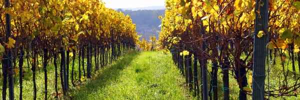 Close-up of hand-picking pristine bunches of Primitivo grapes for sustainable harvesting, Puglia Italy